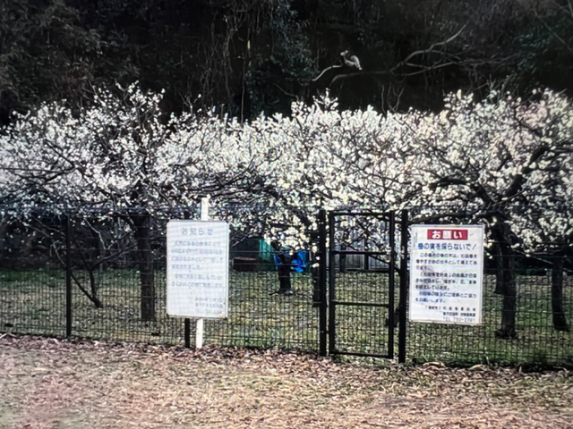 大谷梅園観梅会（大谷団地界隈）